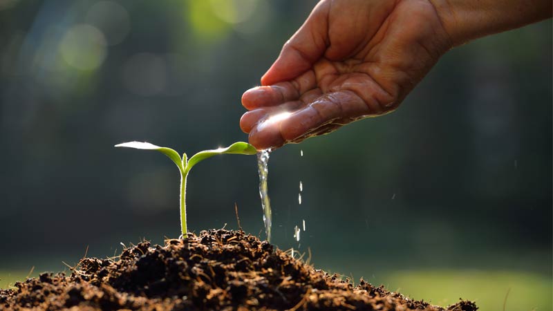 Hand watering a young plant showing that change and growth is a process leading from organizational purpose, vision and goals.